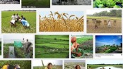 খাদ্য উৎপাদনে পঞ্চাশ বছরে কতটা এগিয়েছে দেশ
