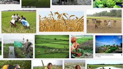 খাদ্য উৎপাদনে পঞ্চাশ বছরে কতটা এগিয়েছে দেশ