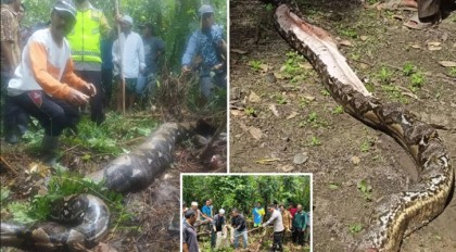 Missing Indonesian woman’s body found inside python